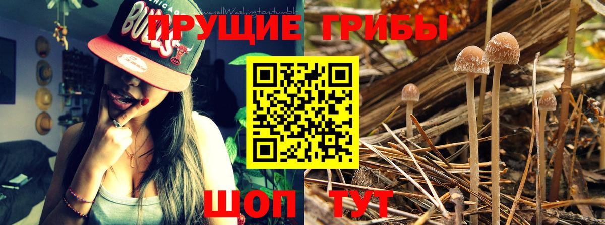 Псилоцибиновые грибы GOLDEN TEACHER  Вход с VPN  Осинники 